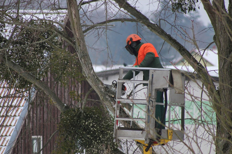 an image of tree service in Fountain Valley, CA