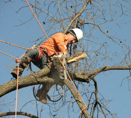 an image of tree removal in Fountain Valley, CA