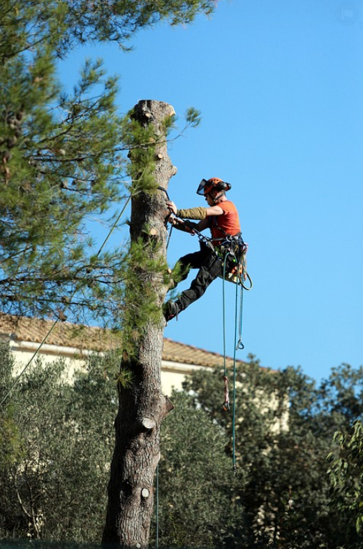 This is a picture of tree cutting in Fountain Valley, CA.