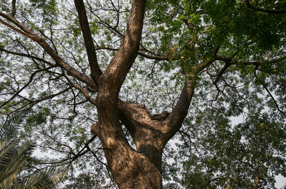 this is a picture of tree doctor in Fountain Valley