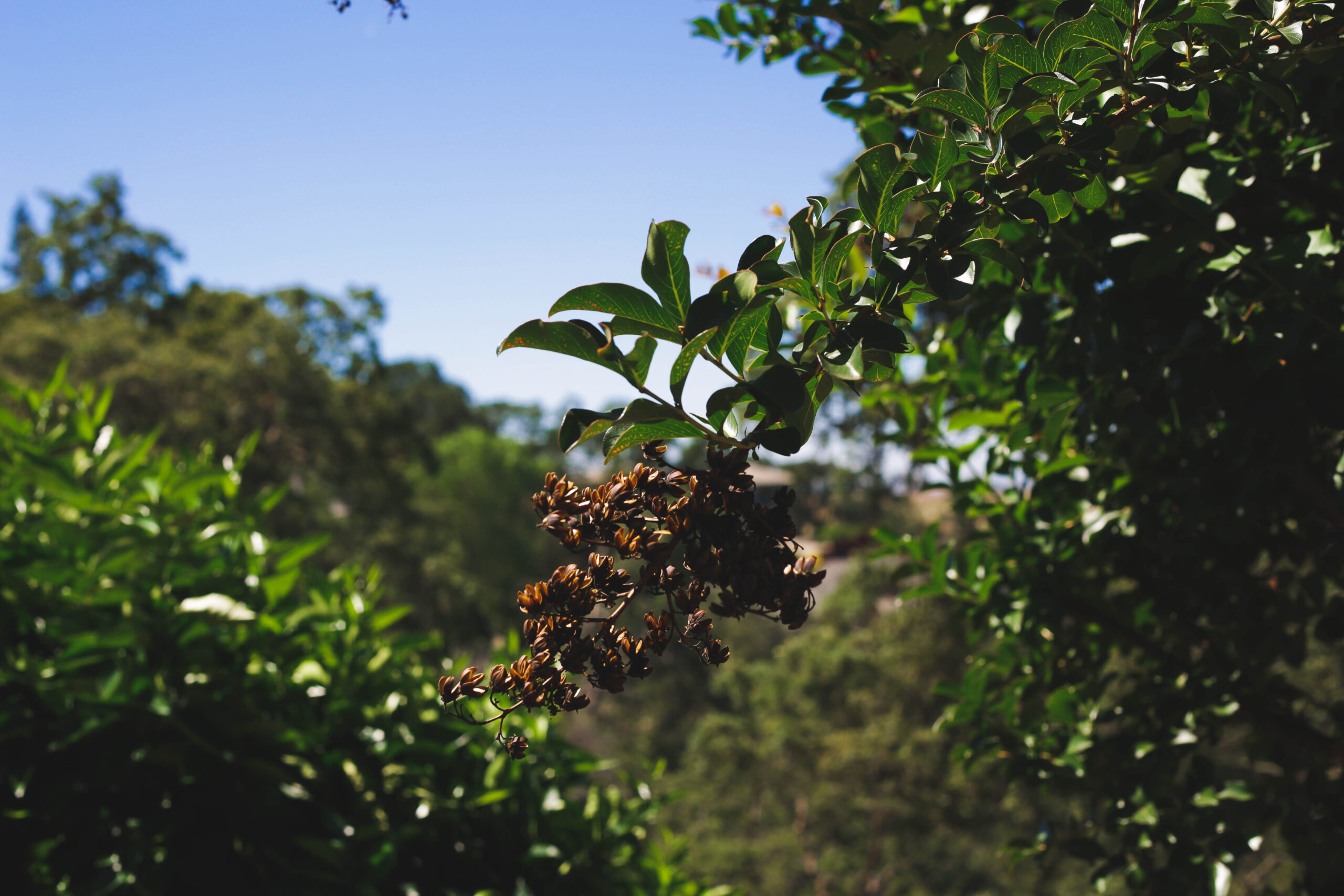 an image of tree service in Fountain Valley, CA