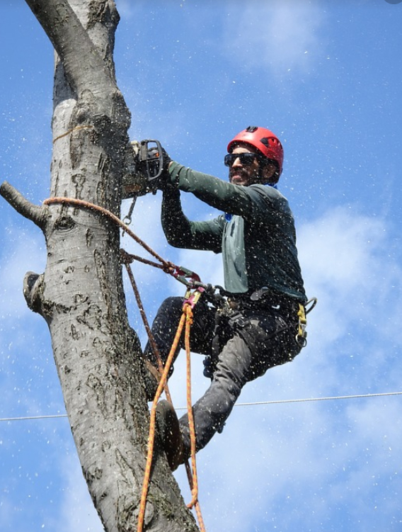 This i a picture of tree cabling and bracing service in Fountain Valley, CA.