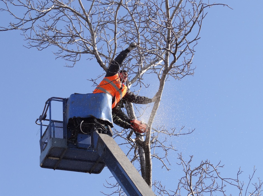 an image of tree service in Westminster, CA