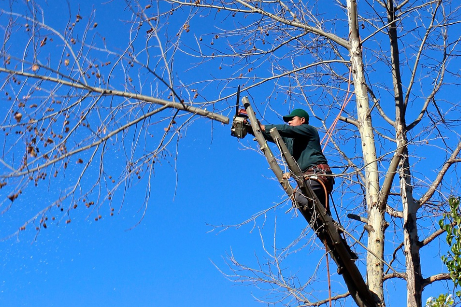 This is a picture of residential tree service in Fountain Valley.