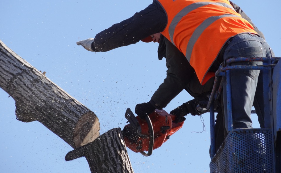 this image shows tree services in Fountain Valley, CA