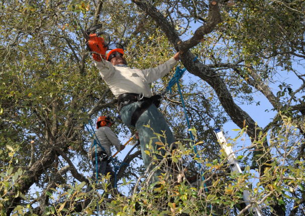 this is a picture of tree lopping in Fountain Valley, CA